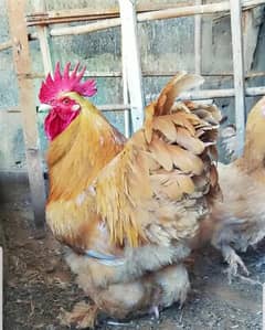 Golden Buff Pair 03100024337