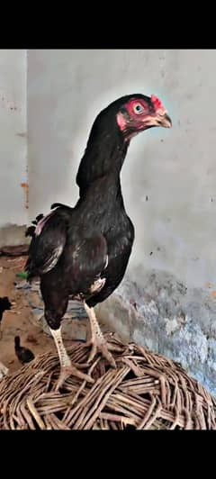 best  top quality Aseel hen
