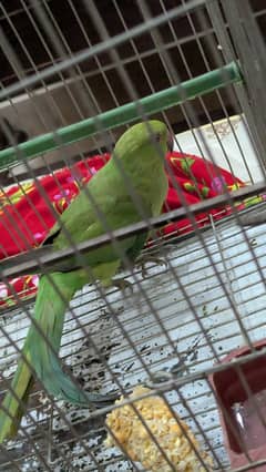 female ringneck parrot . full active