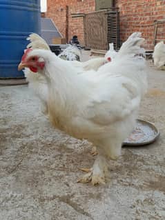 3 Male and 1 Female White Buff for Sale