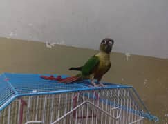 full hantam parrot full falling hantam