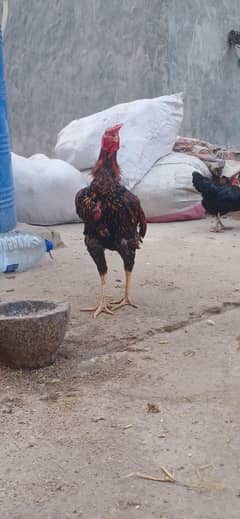 Japanese shame male murga for sale