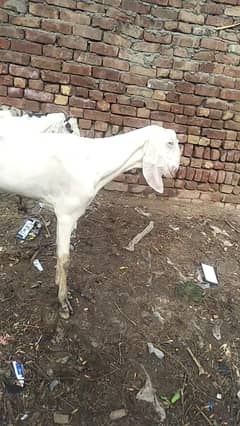 rajan
