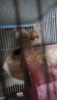 undersize half orange breeder pair