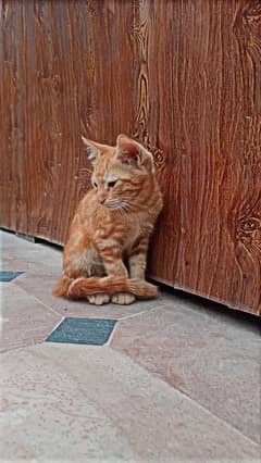 3 month old