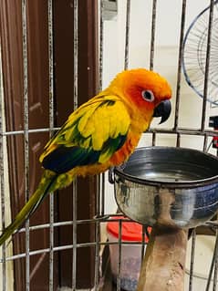 sun conure tamed