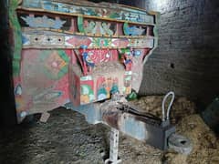 tralii