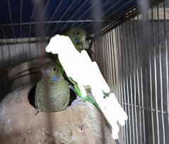 Green Black Face Budgies 3 month age