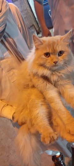 Persian cat for sale
