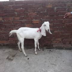 desi full white 0307 5882050