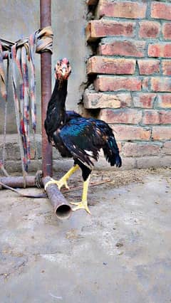 o shamo patha