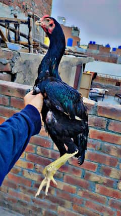 o shamo patha