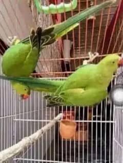 green Parrot for sale 03054636833