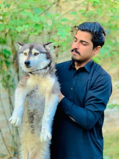 husky