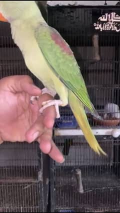 Raw jumbo size 03274057507