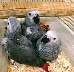 African Grey Parrot checks for sale03319974101