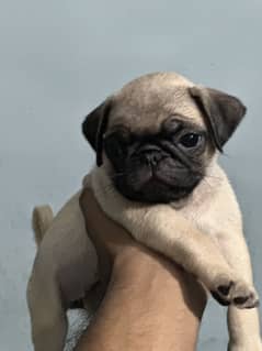 Pug females puppies