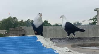 karbalai Breeder Pair