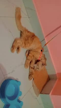 Persian Cat