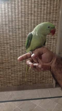Green Raw parrot Female