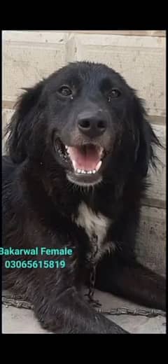 Bakarwal Dog Female