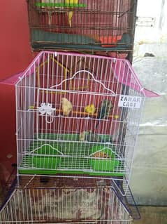 hago Roma male 3 pair Australian+ new cage 000 ha