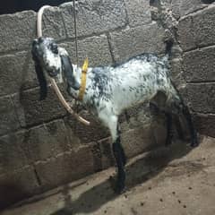 Bakra