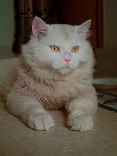 percian double coat cat
