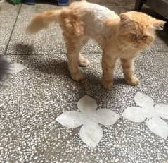 Persian Cat Male