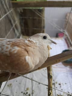 Ready to breed Dove pair