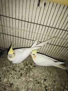 breeding pair