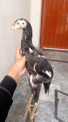 shamo