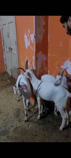 hyderabade