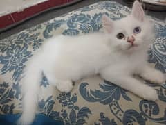 Persian Cat || Persian Kitten || White Kitten || Odd eye, Gray & Blue