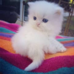 Persian kitten