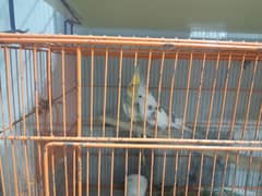 parrot