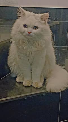 top quality triple coat top blood line