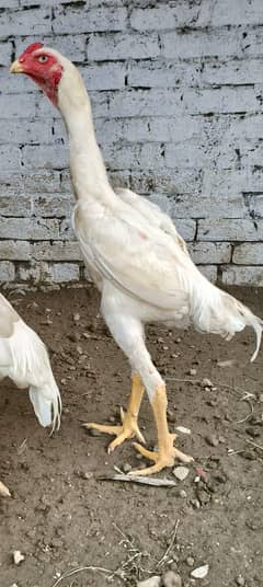 Aseel shamo paper white age 5 month