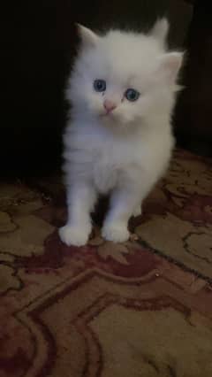 Semi punch face kittens