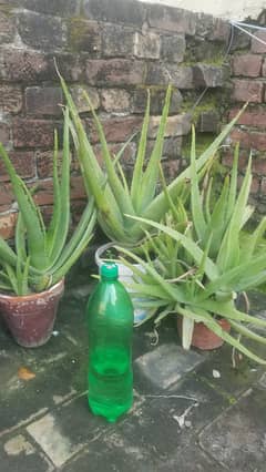 Alovera Plants in small, medium & large sizes. O3244833221