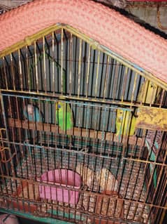 Exhibition or bw split hogo breed patha for sell