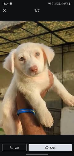 Russian Dog for sale