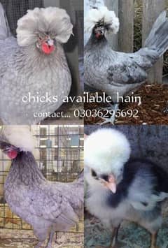 White ، Blue،  Black coco bharama and other fancy chicks available