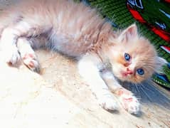 WCF BLOODLINE KITTEN