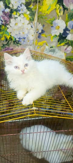 kittens  for sale