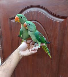 Kashmiri raw parrots