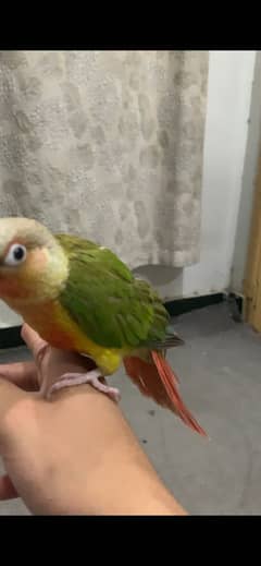 Conure parrot hand tame