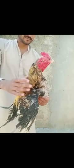 jawa aseel murga for sale.