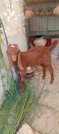 Bakra for sale