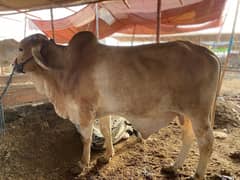 bachrey cholistani putta for sale